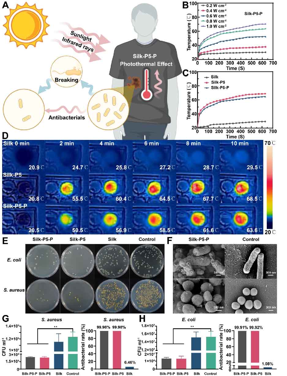 image-(2).jpg image-(2).jpg