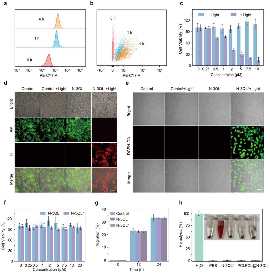 image-(2).jpg image-(2).jpg