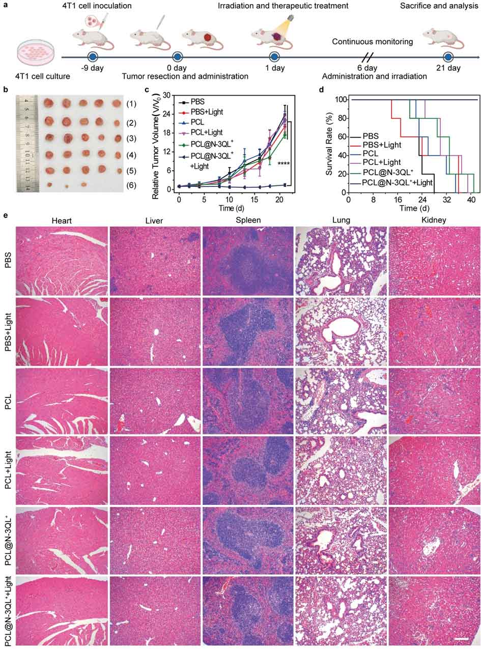 image-(6).jpg image-(6).jpg