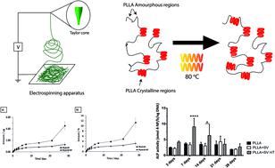 RSC Adv.：PLLA膜加入辛伐他汀用于引导骨再生