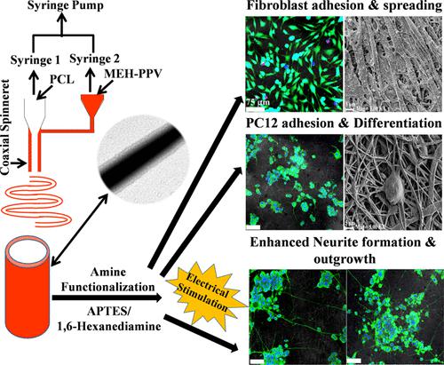 ACS Biomater. Sci. Eng.：胺功能化导电核壳MEH-PPV：PCL电纺纳米纤维支架