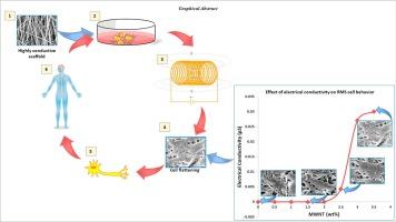 European Polymer Journal：载碳纳米管的纳米纤维对干细胞神经分化的影响