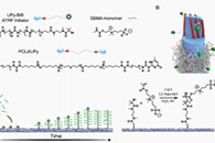 Macromolecules：超分子添加剂引发两性离子聚合物在脲基-嘧啶酮基生物材料表面的可控原子转移自由基聚合