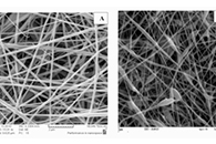 Int. J. Biol. Macromol.：含绿豆蔻精油的电纺奇亚籽粘液/PVA纳米纤维的抗氧化和抗菌性能