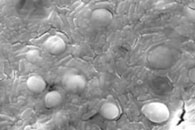 Carbohydr. Polym.：细菌纤维素纳米纤维（BCNF）作为固定化益生菌嗜酸乳杆菌016的载体支持