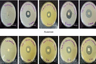 ACS Appl. Bio Mater.：氧氟沙星负载PLLA纳米纤维垫用作伤口敷料