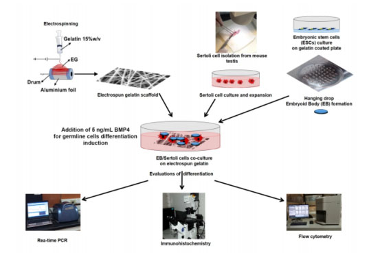 ACS Biomater. Sci. Eng.：明胶电纺垫可作为潜在的共培养系统，用于胚胎干细胞体外生产精子细胞