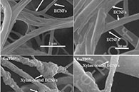 Carbohydr. Polym.：基于从小麦秸秆中提取的电纺纤维素纳米纤维制备环保超吸收性纤维