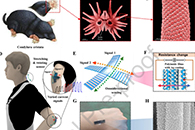 华中科技大学朱本鹏&武汉大学熊锐Nano Energy：受星鼻启发的多模式传感器用于全方位运动监测