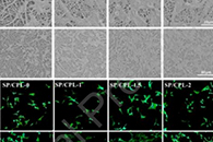 东华大学莫秀梅&上海交通大学医学院附属第九人民医院张文杰Colloids Surf. B Biointerfaces：复方黄柏液负载SF/PLCL纳米纤维支架可加速糖尿病伤口的愈合