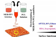 Biomacromolecules：表面功能化导电MEH-PPV:PCL纳米纤维垫的制备及其对神经细胞行为的影响