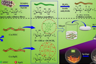 广西大学王双飞&何辉&朱红祥Sens Actuators B Chem.：基于生物胺的智能纳米纤维比率荧光传感器的研制及其在检测虾和猪肉新鲜度中的应用