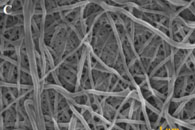Int. J. Biol. Macromol.：半乳糖基化PCL/CS支架的制备及其在肝组织工程中的应用