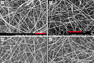 J. Appl. Polym. Sci.：壳聚糖/kefiran电纺纳米纤维的制备、表征及组织工程应用