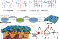 沈阳药科大学潘卫三Int. J. Biol. Macromol.：新型藻酸盐/明胶海绵结合姜黄素负载电纺纤维的制备及其在术后快速止血和预防肿瘤复发中的应用