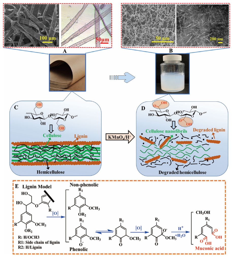 陕西科技大学张素风Cellulose：从未漂白硫酸盐纸浆中提取纤维素纳米纤维用于纸张增强
