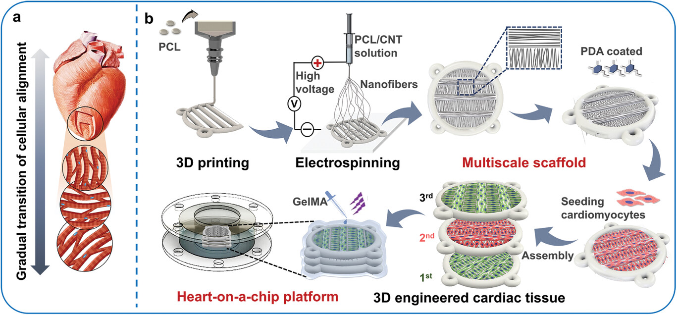南方医科大学王玲&黄文华&吴耀彬Adv. Healthcare Mater.：3D打印结合静电纺丝技术构建心肌器官芯片，用于药物心肌毒性评估