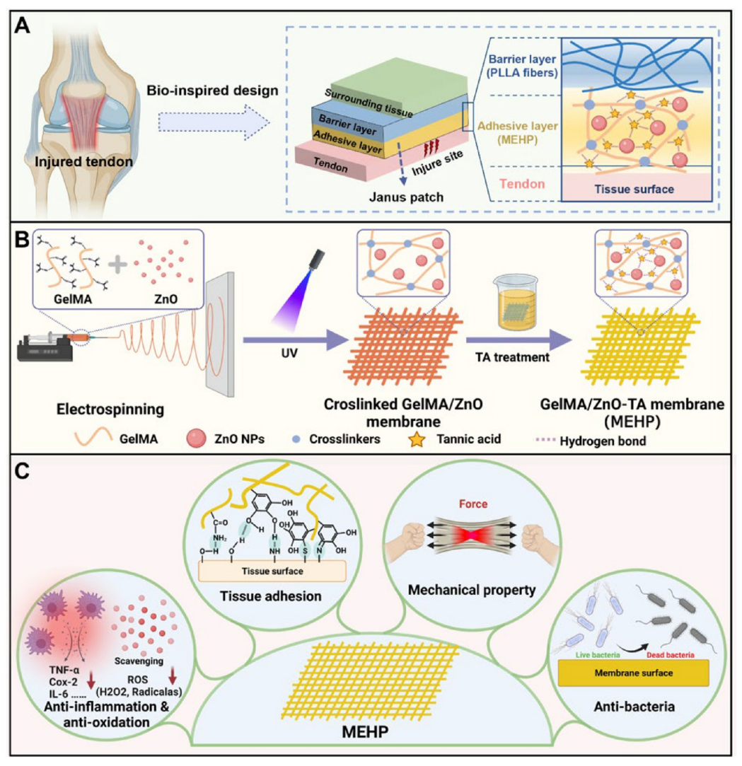 香港理工大学赵昕ACS Nano：一种具有抗氧化、抗炎和抗菌活性的仿生双层Janus贴片用于肌腱修复