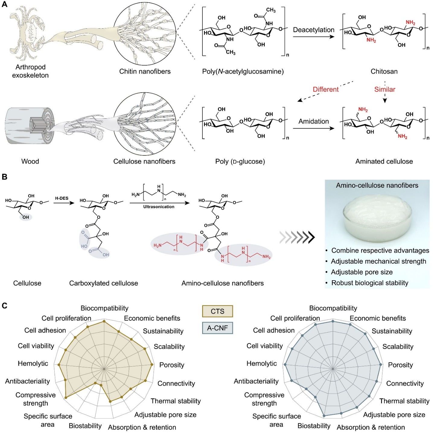 东北林业大学于海鹏教授团队&德克萨斯大学奥斯汀分校余桂华教授Science Advances：可持续生物材料的突破——氨基化纤维素纳米纤维