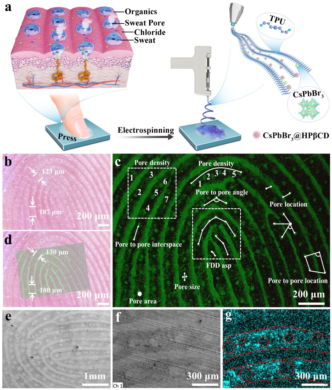 扬州大学田甜、庞欢团队/中山大学欧阳钢锋、陈钰欣团队《Nature Communications》：发光纳米纤维开启人体皮肤纹理影印学