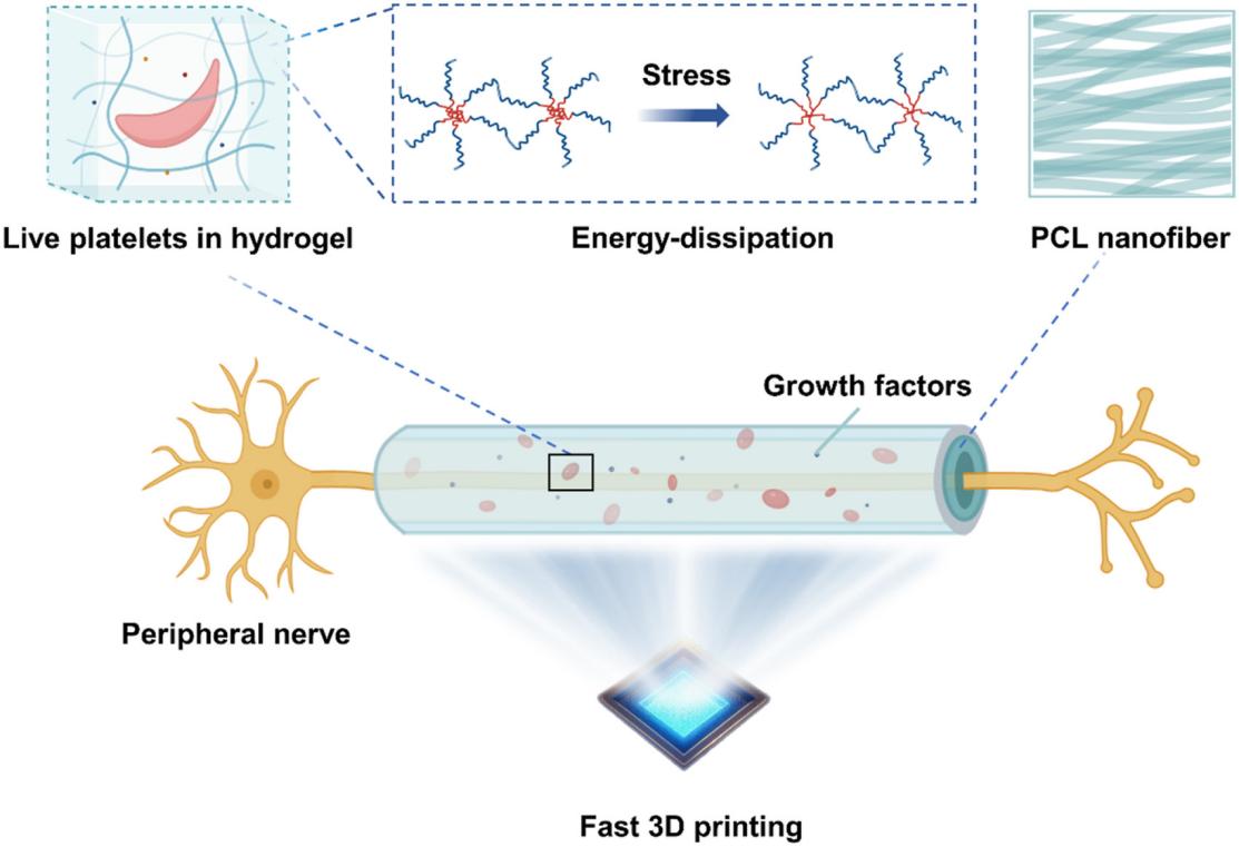 四川大学《Bioactive materials》：3D打印载血小板水凝胶神经导管促进外周神经修复