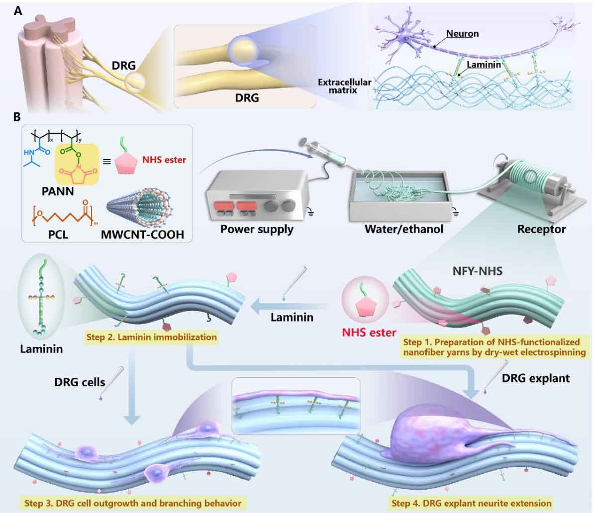 南方医科大学黄文华&吴耀彬&王玲：新型3D仿生支架，实现周围神经再生的高效引导与调控