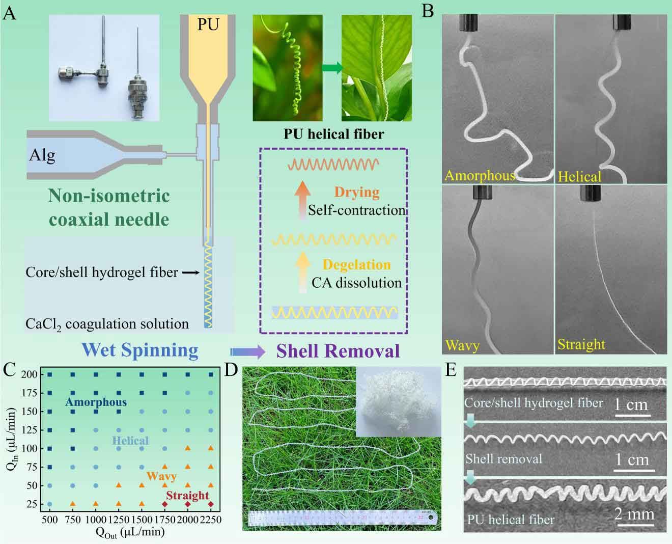 江南大学魏取福教授&王清清副教授：非等长同轴湿纺制备用于智能纺织品的仿生螺旋纤维