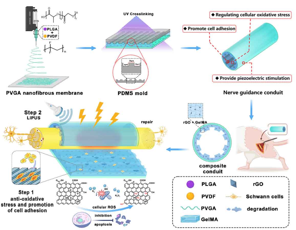 华东理工大学李玉林教授等人Advanced Science：纳米纤维+水凝胶，设计导电-压电集成微导管，助力治疗周围神经损伤