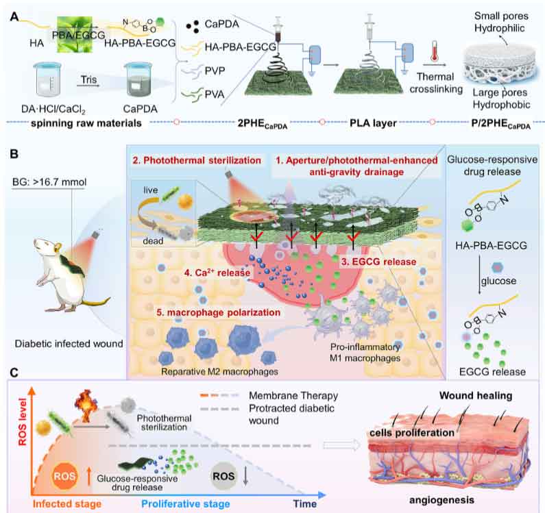 5篇《Advanced Functional Materials》！“静电纺丝”最新研究成果！